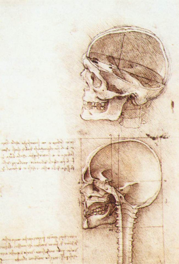 Studies of human skull.